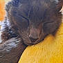 animal, cat, close_up, cozy, cute, domestic_animal, face, feline, fur, gray_fur, indoor, nap, peaceful, pet, relaxing, resting, sleeping, soft, whiskers, yellow_blanket