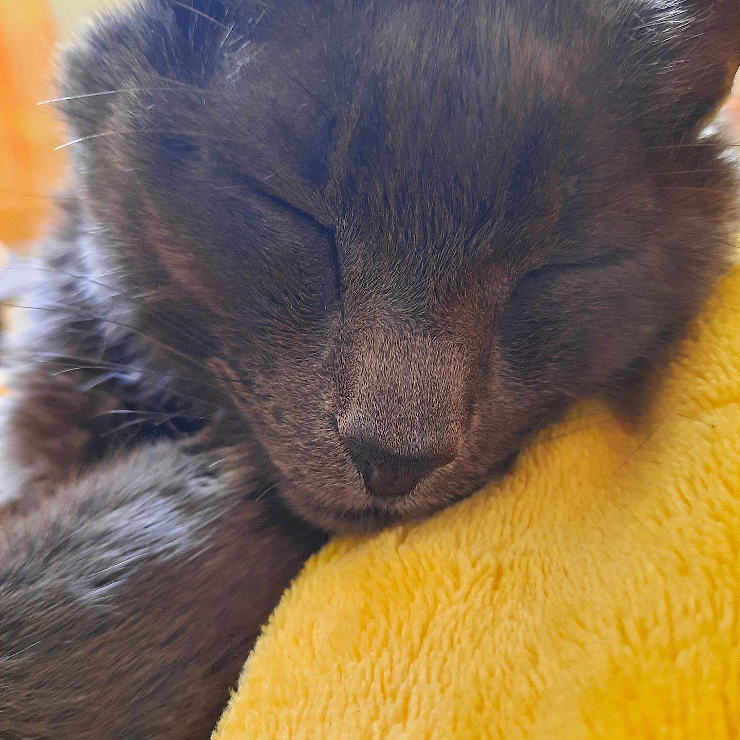 Akhenaton participe au concours pour gagner de l'argent avec cette photo : animal, cat, close_up, cozy, cute, domestic_animal, face, feline, fur, gray_fur, indoor, nap, peaceful, pet, relaxing, resting, sleeping, soft, whiskers, yellow_blanket