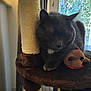 animal, cat, cat_tree, close_up, cozy, cute, domestic_cat, feline, gray_cat, home, indoor, natural_light, peaceful, pet, plush_toy, resting, sleeping, soft_fur, toy, window