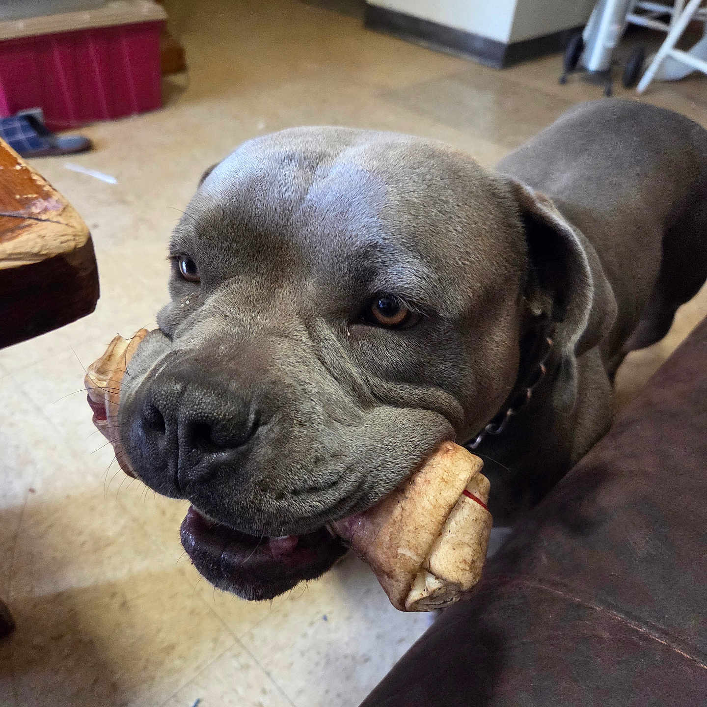 D.o.g is registered to the contest to win money with this photo: animal, bone, brown, canine, closeup, collar, dog, domestic, floor, flooring, furniture, gray, happy, house, indoor, leather, looking_up, pet, snout, table