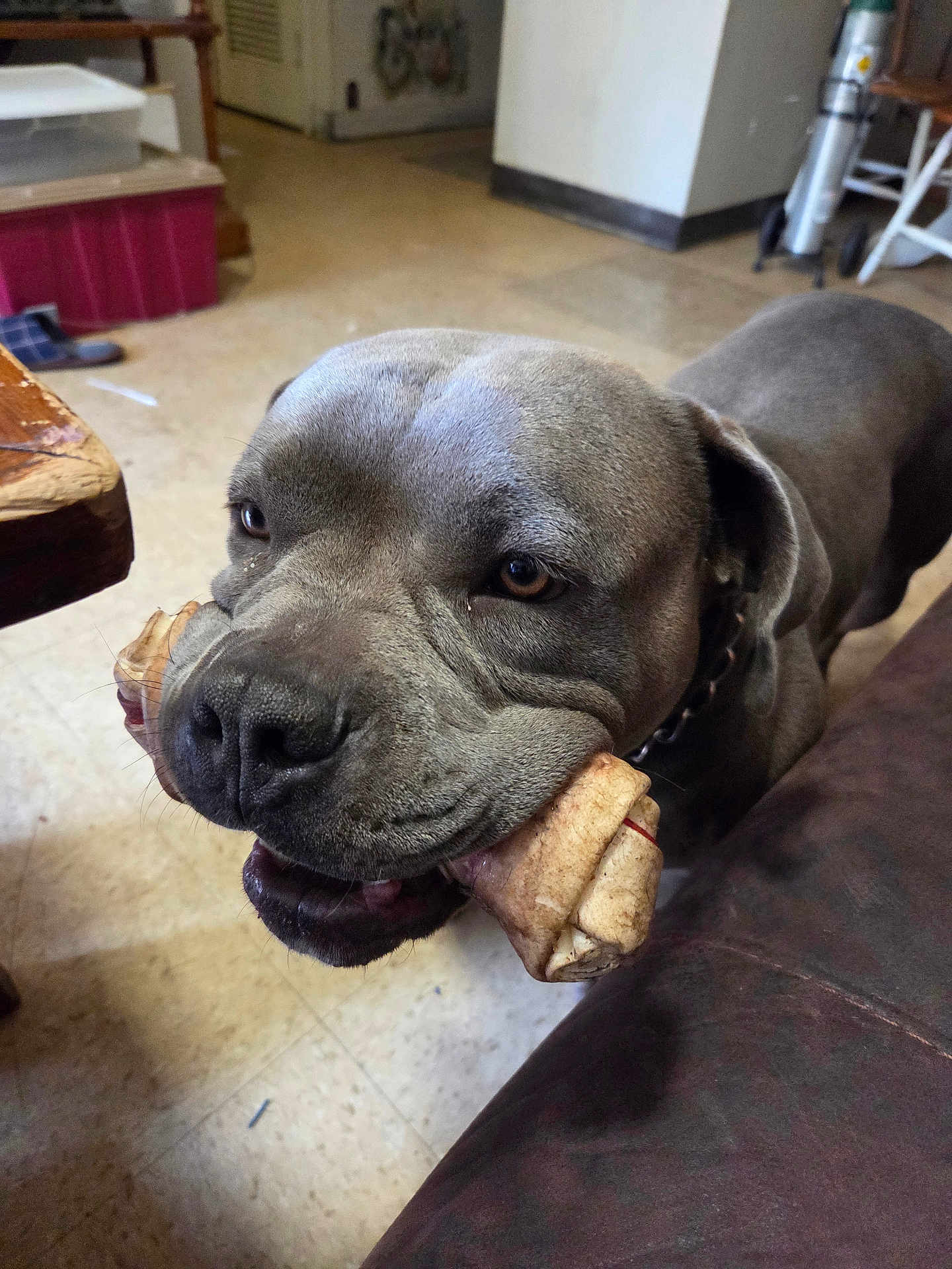D.o.g is registered to the contest to win money with this photo: animal, bone, brown, canine, closeup, collar, dog, domestic, floor, flooring, furniture, gray, happy, house, indoor, leather, looking_up, pet, snout, table