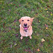 Ozzy is registered to the contest to win money with this photo: dog, golden_retriever, grass, outdoor, smiling, pet, animal, leaf, autumn, nature, happy, canine, friendly, mammal, playful, brown, sitting, looking_up, tongue_out, collar