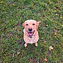 dog, golden_retriever, grass, outdoor, smiling, pet, animal, leaf, autumn, nature, happy, canine, friendly, mammal, playful, brown, sitting, looking_up, tongue_out, collar