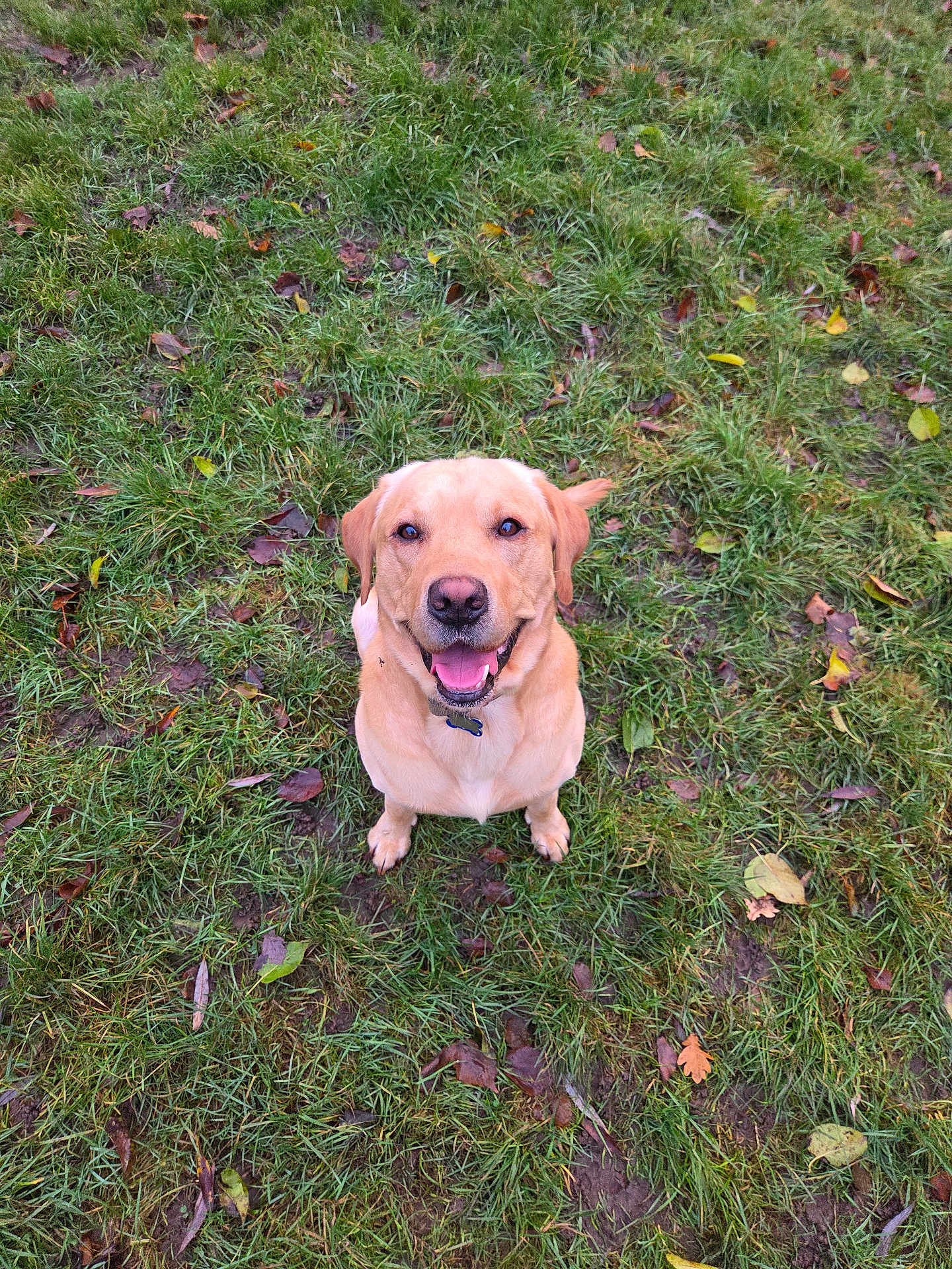Ozzy is registered to the contest to win money with this photo: dog, golden_retriever, grass, outdoor, smiling, pet, animal, leaf, autumn, nature, happy, canine, friendly, mammal, playful, brown, sitting, looking_up, tongue_out, collar