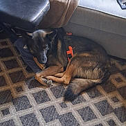 Doc joined the competition — help win amazing prizes! animal, black, blanket, brown, carpet, comfort, couch, cozy, dog, floor, footrest, fur, home, indoor, pattern, paws, pet, relaxed, resting, tail
