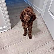 Nova joined the competition — help win amazing prizes! dog, puppy, brown, poodle, curious, indoor, floor, wooden_floor, hallway, white_wall, door, pet, animal, cute, small, fur, looking_up, standing, home, domestic