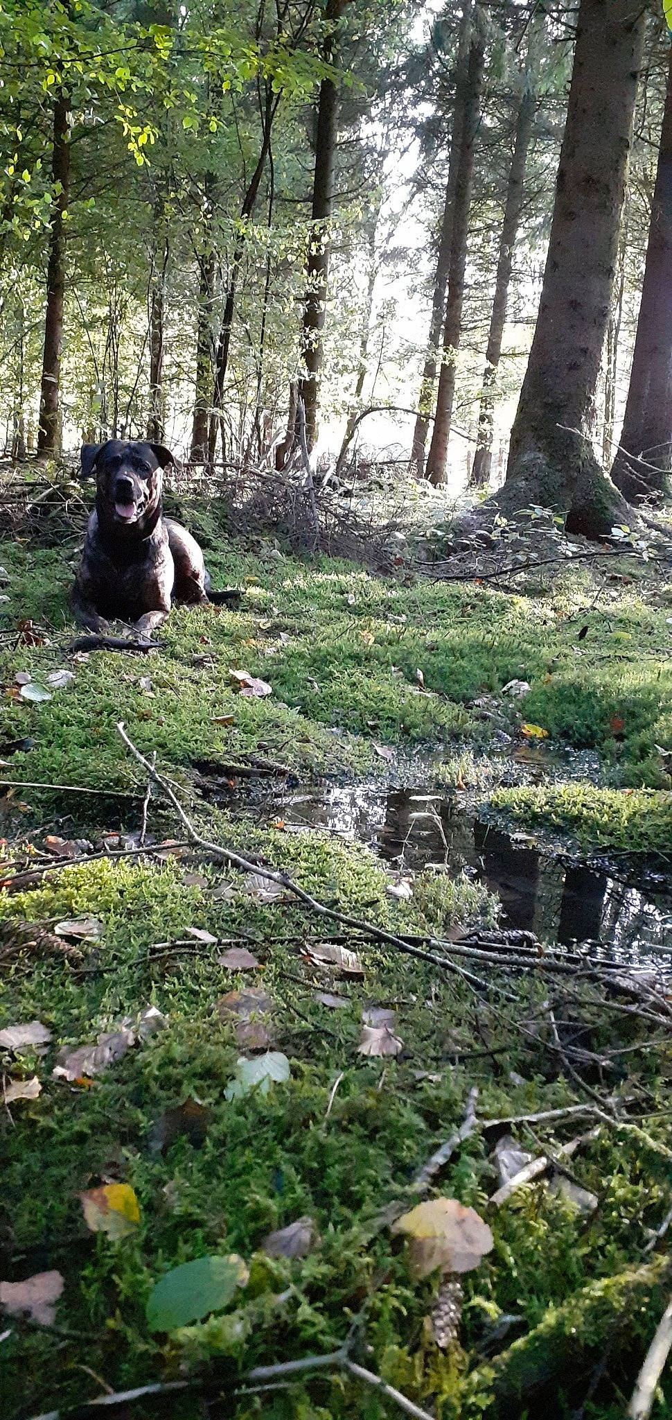 Roxanne participe au concours pour gagner de l'argent avec cette photo : bedrock, carnivore, dog, dog_breed, forest, grass, groundcover, jungle, landscape, natural_landscape, plant, plant_community, soil, temperate_broadleaf_and_mixed_forest, terrestrial_animal, terrestrial_plant, tree, trunk, wood, working_animal