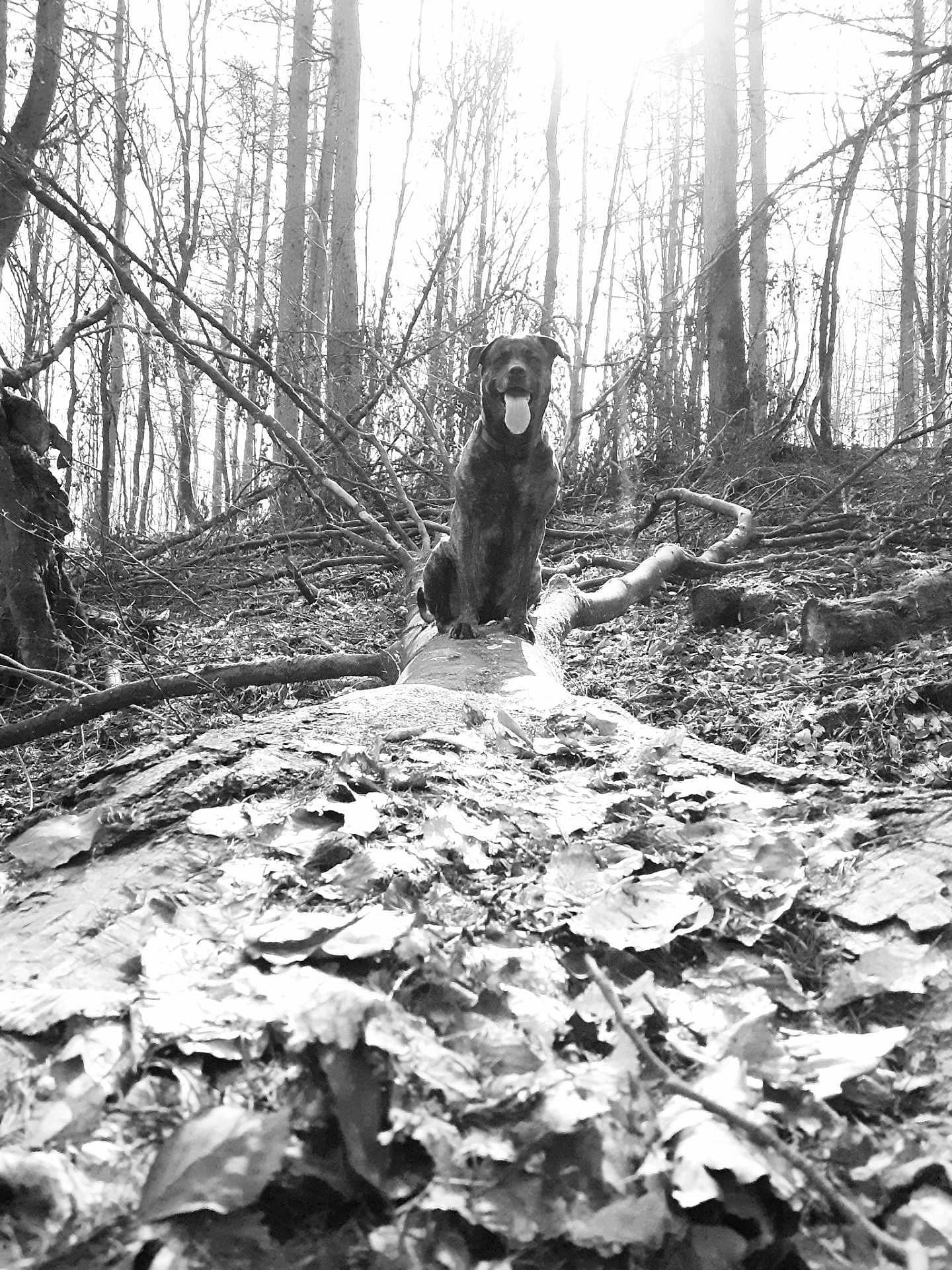 Roxanne participe au concours pour gagner de l'argent avec cette photo : adaptation, biome, branch, deciduous, forest, grass, jungle, landscape, monochrome, monochrome_photography, natural_landscape, people_in_nature, plant, sky, soil, tree, trunk, twig, wood, woodland