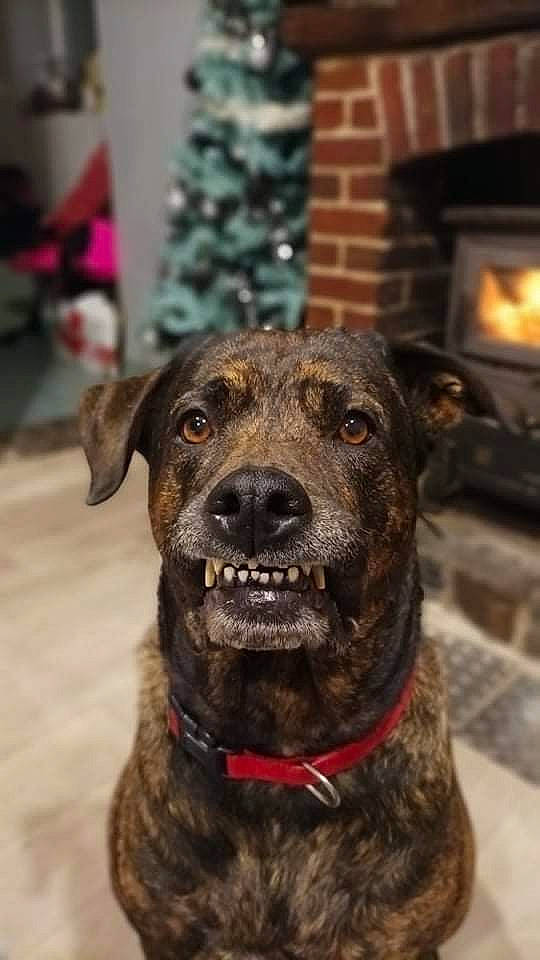 Roxanne participe au concours pour gagner de l'argent avec cette photo : canidae, carnivore, collar, companion_dog, dog, dog_breed, dog_collar, fawn, fur, gas, guard_dog, heat, leash, snout, sporting_group, treeing_tennessee_brindle, whiskers, wood_burning_stove, working_animal, working_dog
