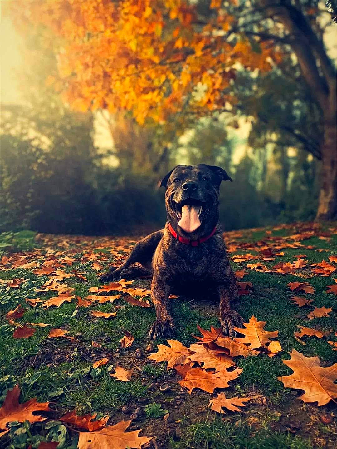 Roxanne a rejoint le concours — aidez-le/la à gagner de superbes lots ! biome, branch, carnivore, companion_dog, deciduous, dog, dog_breed, fawn, grass, landscape, leaf, natural_landscape, orange, people_in_nature, plant, sunlight, tints_and_shades, tree, wood, woody_plant