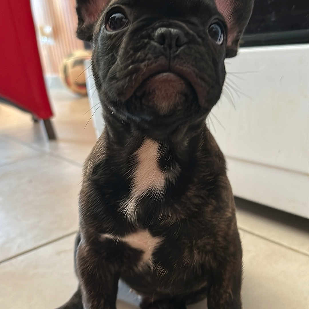 Appllo a rejoint le concours — aidez-le/la à gagner de superbes lots ! animal, black_and_white, canine, companion, cute, dog, domestic, ears, floor, french_bulldog, household, indoor, looking_up, pet, puppy, sitting, small, tile_floor, whiskers, young