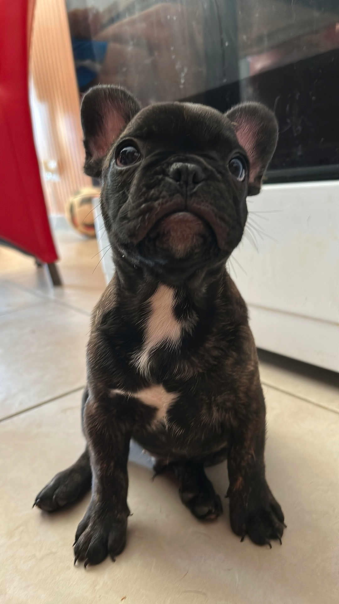 Appllo a rejoint le concours — aidez-le/la à gagner de superbes lots ! puppy, french_bulldog, dog, pet, indoor, floor, sitting, black_and_white, cute, animal, canine, young, small, tile_floor, ears, whiskers, looking_up, household, domestic, companion