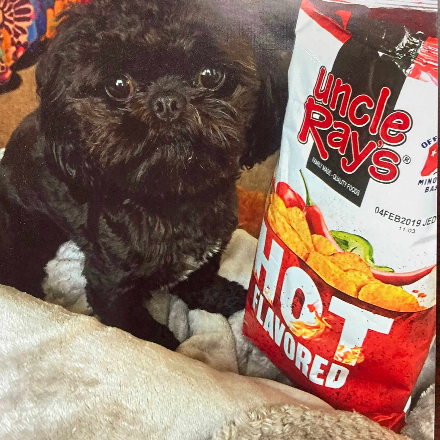 Miley Mae joined the competition — help win amazing prizes! canidae, carnivore, comfort_food, companion_dog, cuisine, dog, dog_breed, fawn, felidae, food, fur, ingredient, junk_food, pet_food, pug, snout, sporting_group, toy_dog, working_animal, wrinkle
