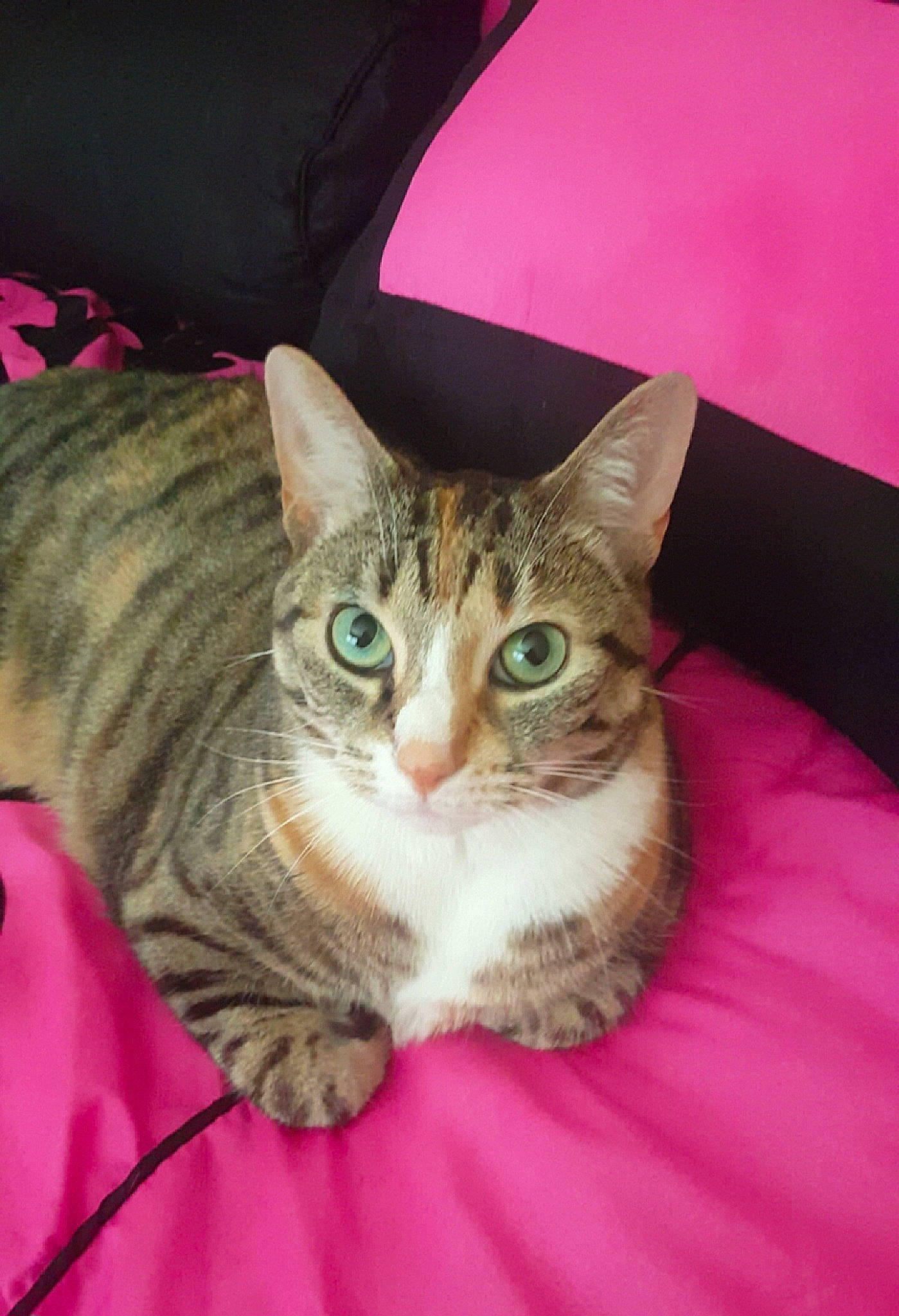 Jingles joined the competition — help win amazing prizes! box, carnivore, cat, claw, comfort, domestic_short_haired_cat, eye, felidae, fur, magenta, paw, pink, sitting, small_to_medium_sized_cats, snout, whiskers