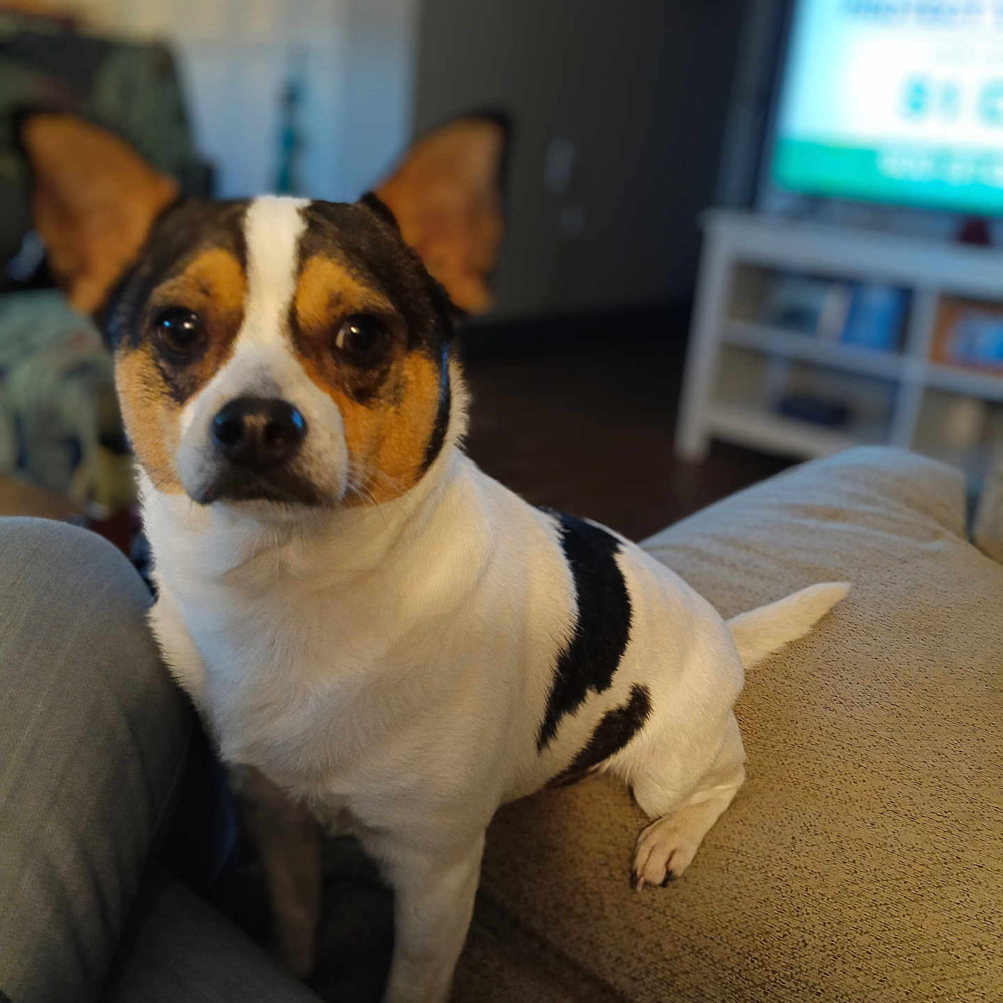 Peety