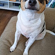 Petey joined the competition — help win amazing prizes! black, brown, calm, closeup, couch, dog, ears, eyes, fur, furniture, home, indoor, nose, pet, photoframe, portrait, shelving, sitting, white, wood_floor