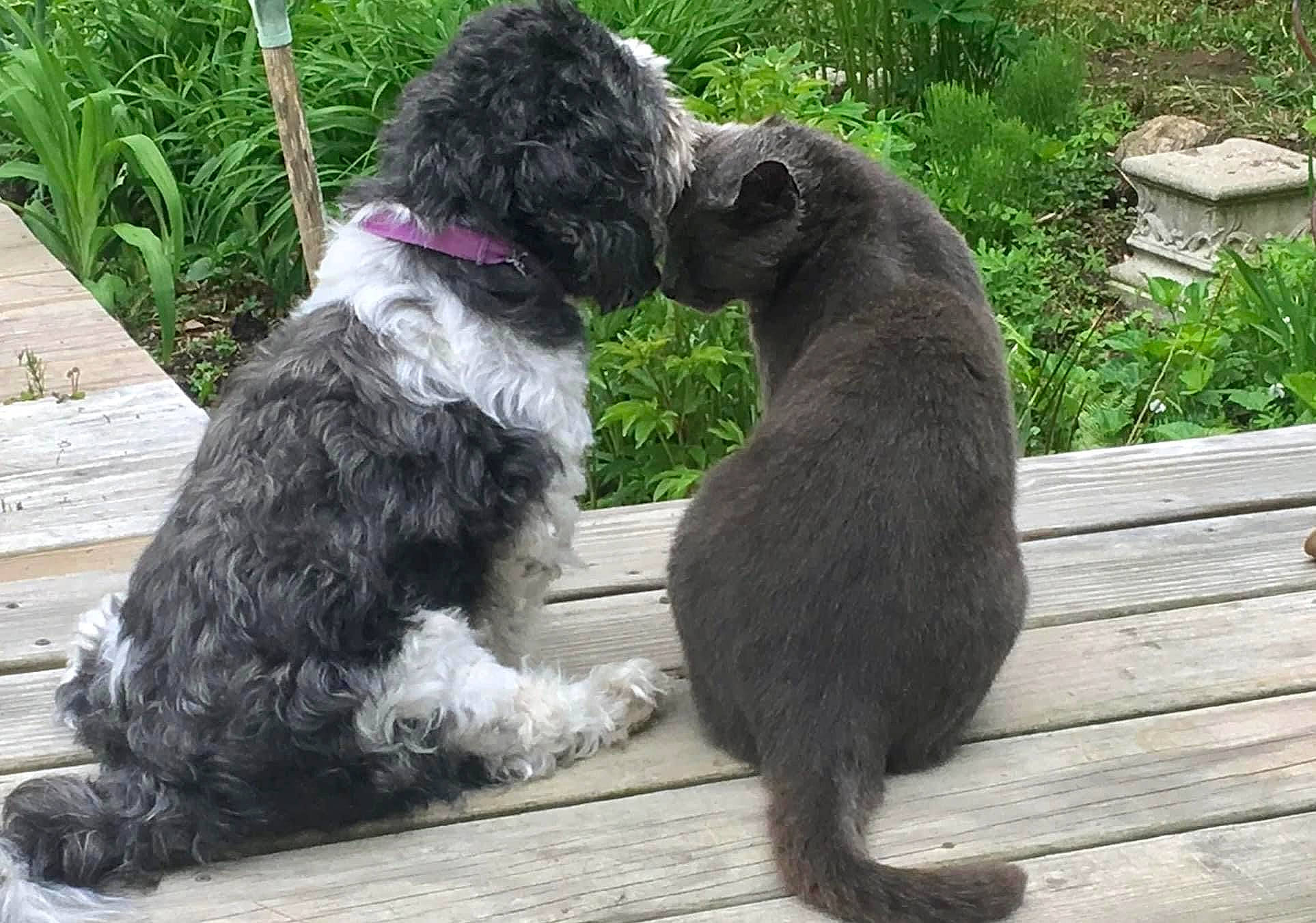 Bunny is registered to the contest to win money with this photo: canidae, carnivore, collar, companion_dog, dog, dog_breed, dog_collar, dog_supply, door_mat, fur, grass, plant, poodle, snout, sporting_group, tail, toy_dog, water_dog, wood, working_animal