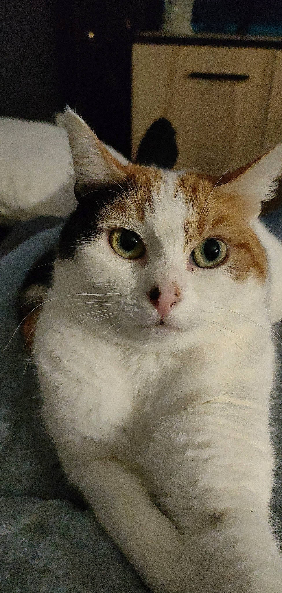 Pimousse a rejoint le concours — aidez-le/la à gagner de superbes lots ! carnivore, cat, domestic_short_haired_cat, felidae, fur, paw, small_to_medium_sized_cats, snout, tail, terrestrial_animal, whiskers