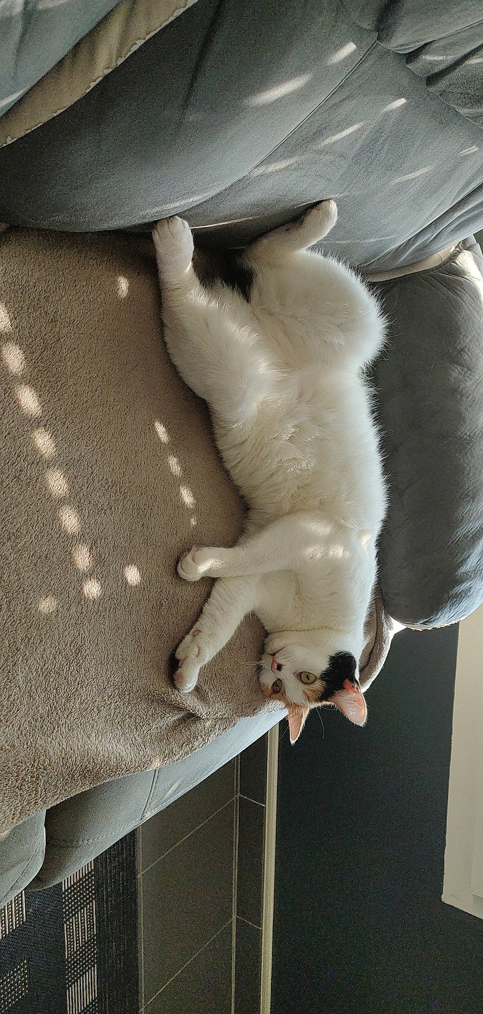 Pimousse a rejoint le concours — aidez-le/la à gagner de superbes lots ! canidae, carnivore, claw, comfort, companion_dog, dog, dog_breed, fawn, felidae, fur, linens, pattern, paw, small_to_medium_sized_cats, snout, sporting_group, tail, whiskers, working_animal, woven_fabric