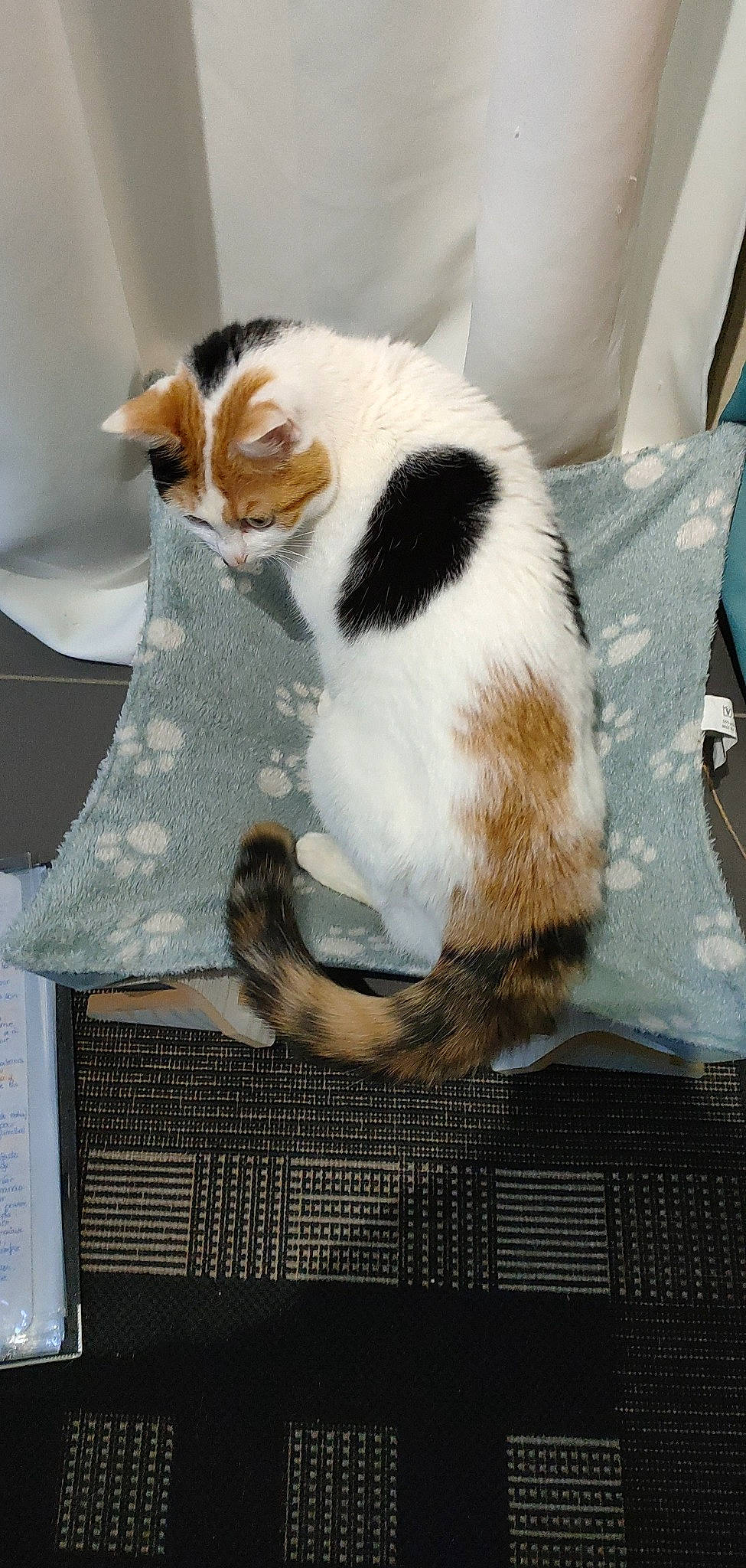 Pimousse participe au concours pour gagner de l'argent avec cette photo : canidae, carnivore, cat, cat_supply, claw, comfort, domestic_short_haired_cat, fawn, felidae, fur, linens, paw, room, small_to_medium_sized_cats, tail, whiskers