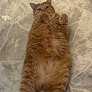Pancake is registered to the contest to win money with this photo: cat, orange_tabby, fluffy, lying_down, floor, tile_floor, relaxed, curious, paws, fur, pet, animal, indoor, cute, whiskers, ears, tail, mammal, domestic, sleepy