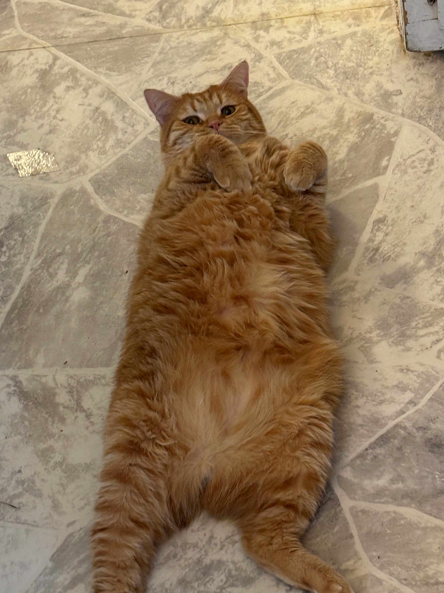 Pancake is registered to the contest to win money with this photo: cat, orange_tabby, fluffy, lying_down, floor, tile_floor, relaxed, curious, paws, fur, pet, animal, indoor, cute, whiskers, ears, tail, mammal, domestic, sleepy
