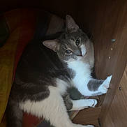 Durpy joined the competition — help win amazing prizes! cat, feline, pet, indoor, wooden_furniture, cushion, colorful, relaxed, curious, paw, tail, floor, comfort, resting, animal, mammal, whiskers, ears, fur, home