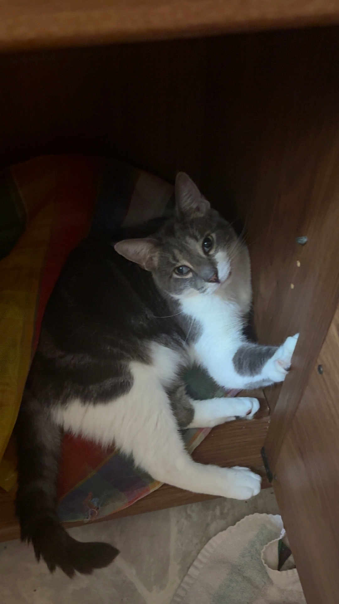 Durpy joined the competition — help win amazing prizes! cat, feline, pet, indoor, wooden_furniture, cushion, colorful, relaxed, curious, paw, tail, floor, comfort, resting, animal, mammal, whiskers, ears, fur, home