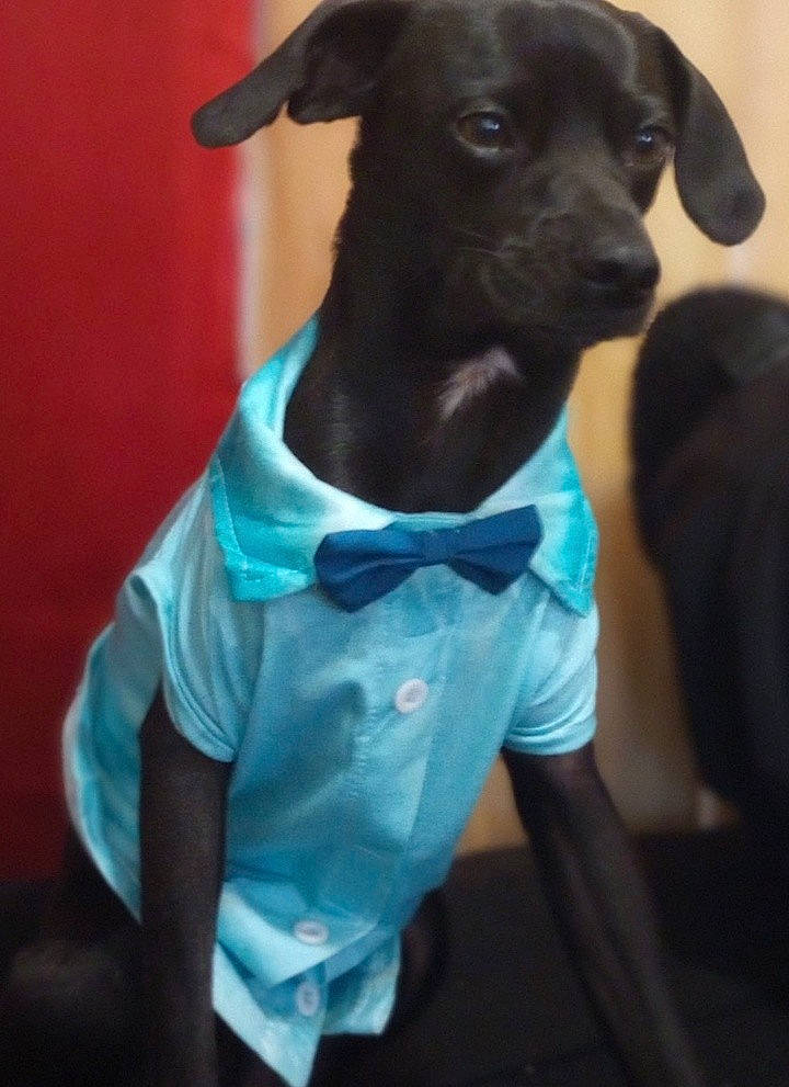 Jumper joined the competition — help win amazing prizes! canidae, carnivore, companion_dog, dog, dog_breed, dog_clothes, dog_collar, dog_supply, electric_blue, fawn, non_sporting_group, pet_supply, sleeve, snout, sporting_group, terrestrial_animal, toy_dog, working_animal