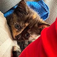 Blaze is registered to the contest to win money with this photo: kitten, cat, tortoiseshell, close_up, cute, pet, fur, whiskers, animal, indoor, cozy, cushion, fabric, colorful, blue_cloth, red_fabric, resting, small, young, curious