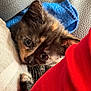 kitten, cat, tortoiseshell, close_up, cute, pet, fur, whiskers, animal, indoor, cozy, cushion, fabric, colorful, blue_cloth, red_fabric, resting, small, young, curious