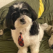 Linus joined the competition — help win amazing prizes! dog, black_and_white, tie, plaid, fluffy, pet, indoor, couch, blanket, plush_toy, fur, small_dog, cute, standing, looking_up, domestic_animal, animal, companion, friendly, cozy