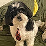 dog, black_and_white, tie, plaid, fluffy, pet, indoor, couch, blanket, plush_toy, fur, small_dog, cute, standing, looking_up, domestic_animal, animal, companion, friendly, cozy