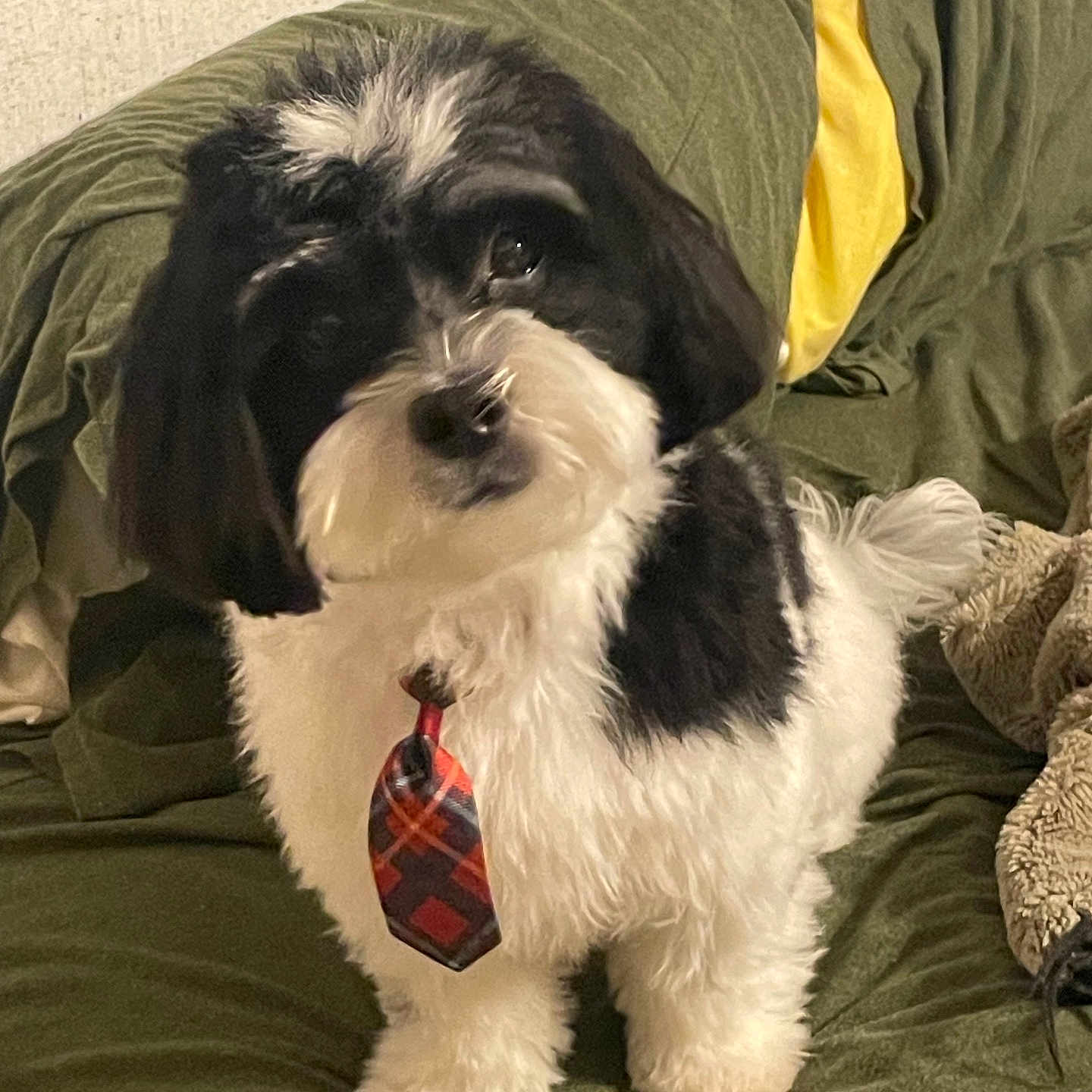 Linus joined the competition — help win amazing prizes! dog, black_and_white, tie, plaid, fluffy, pet, indoor, couch, blanket, plush_toy, fur, small_dog, cute, standing, looking_up, domestic_animal, animal, companion, friendly, cozy