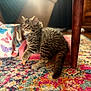 kitten, cat, tabby, furniture, mini_couch, indoor, carpet, colorful, patterned, storage_bin, butterfly_print, curious, fluffy, pet, wooden_leg, home, cozy, soft_light, animal, young