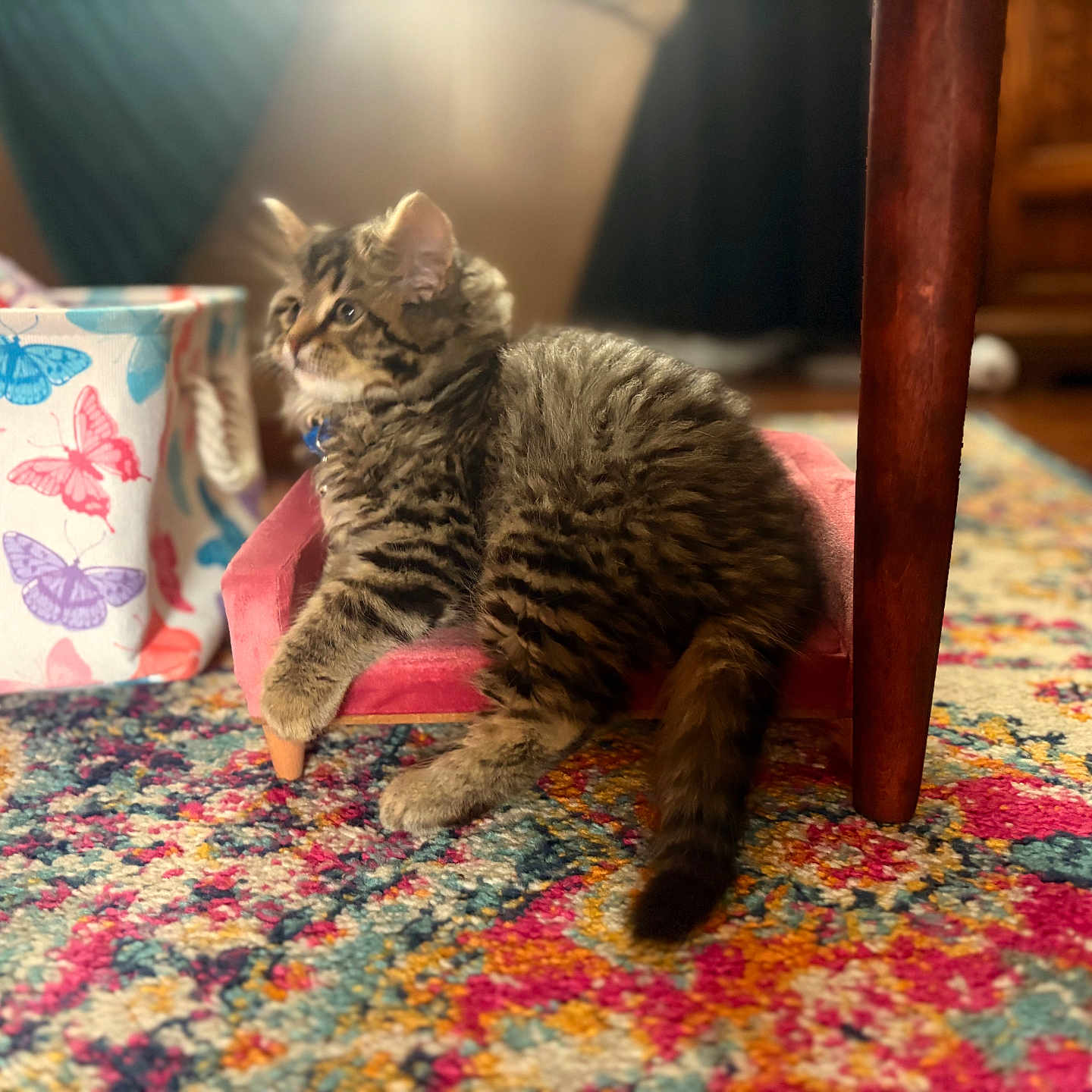 Simba joined the competition — help win amazing prizes! animal, butterfly_print, carpet, cat, colorful, cozy, curious, fluffy, furniture, home, indoor, kitten, mini_couch, patterned, pet, soft_light, storage_bin, tabby, wooden_leg, young
