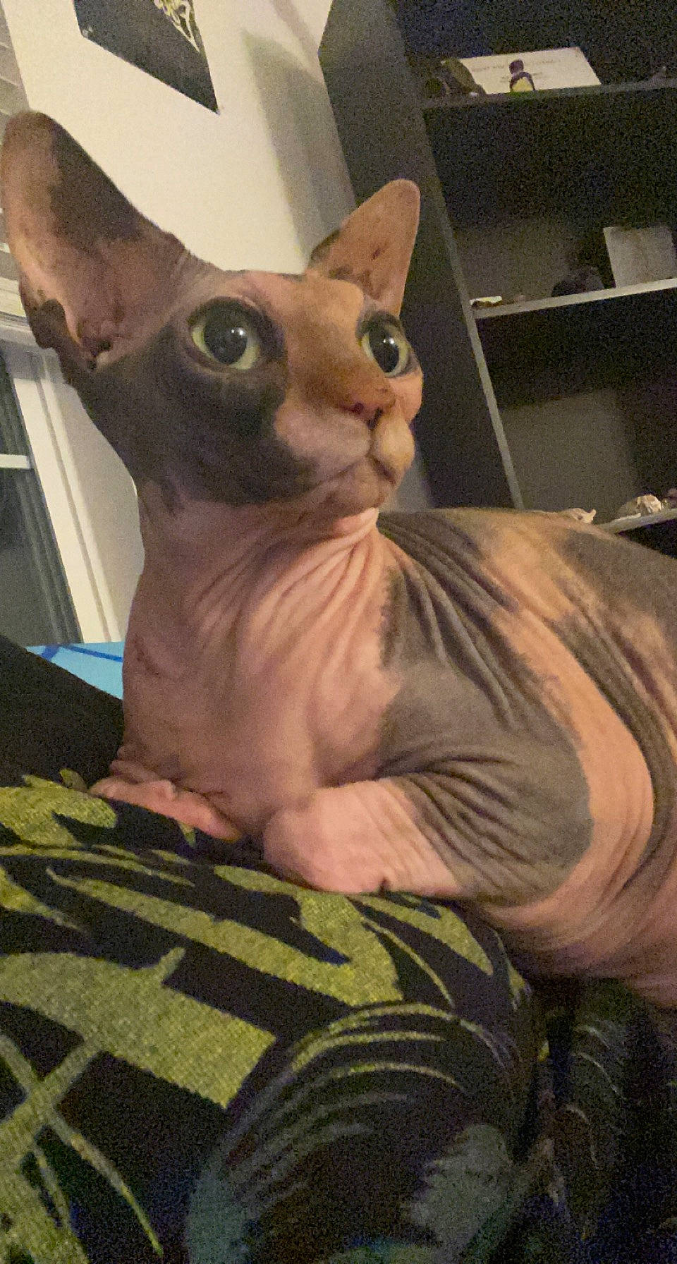 Siggi joined the competition — help win amazing prizes! art, artifact, carnivore, cat, devon_rex, domestic_short_haired_cat, donskoy, fawn, felidae, fur, linens, rex_cat, small_to_medium_sized_cats, snout, terrestrial_animal, whiskers, working_animal