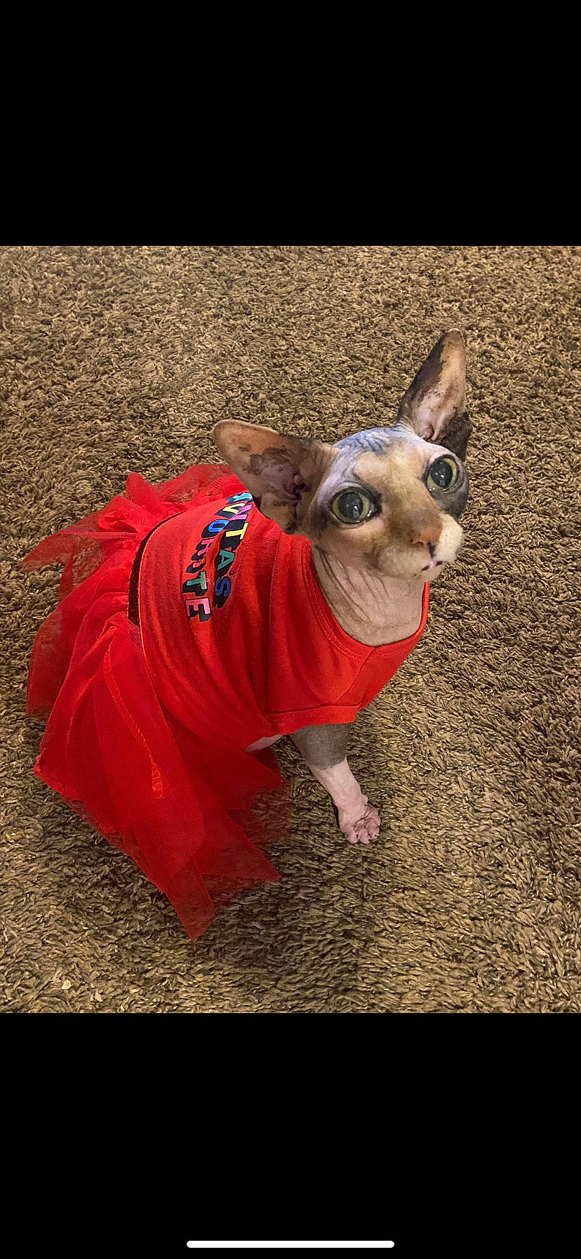 Siggi is registered to the contest to win money with this photo: carmine, carnivore, companion_dog, dog, dog_breed, dog_clothes, dog_supply, fashion_accessory, fawn, felidae, fictional_character, fur, pet_supply, sleeve, snout, tail, terrestrial_animal, toy_dog, whiskers, working_animal