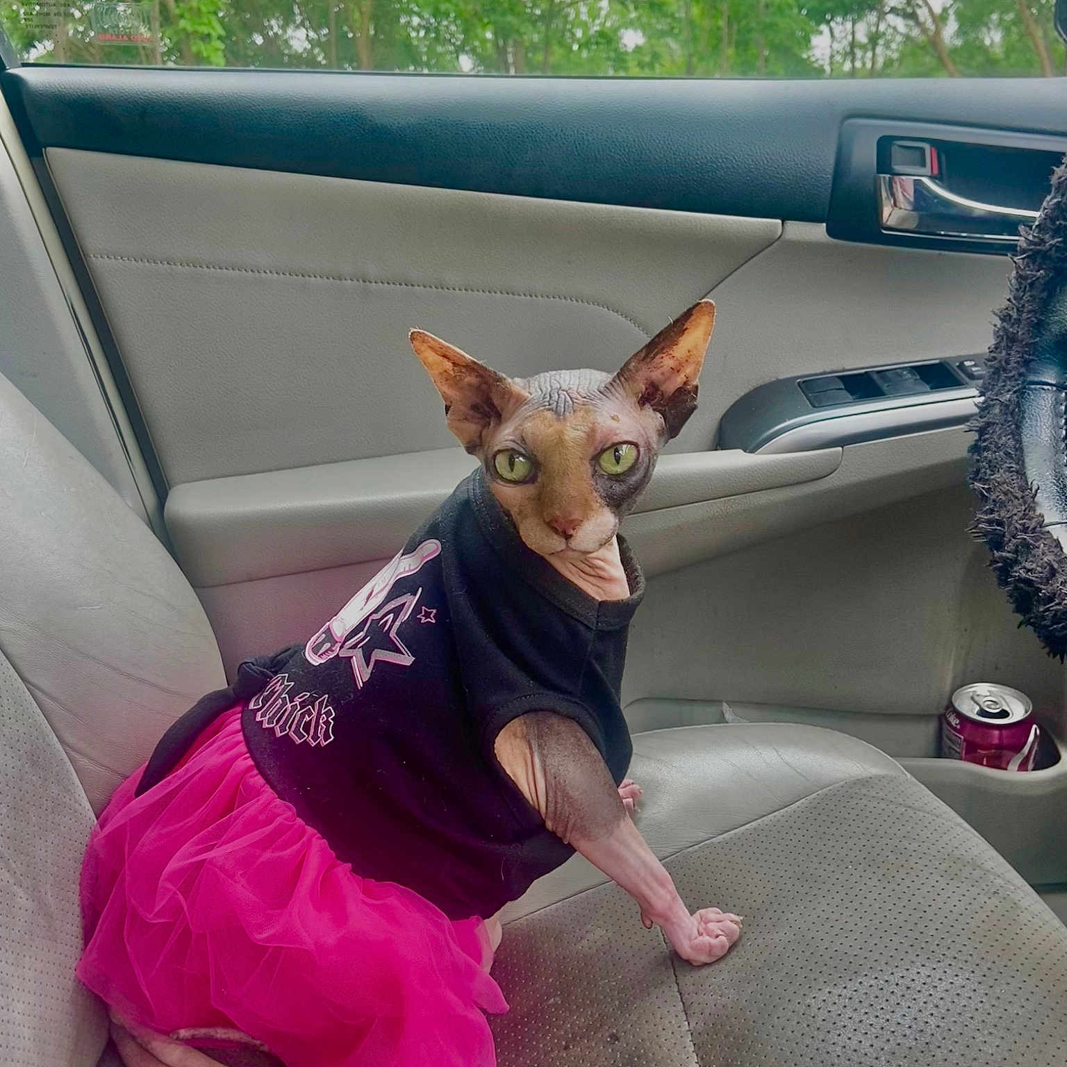 Siggi joined the competition — help win amazing prizes! auto_part, automotive_exterior, canidae, car, carnivore, companion_dog, dog_breed, fawn, motor_vehicle, pink, plant, snout, sporting_group, tail, tree, vehicle, vehicle_door, window, windshield, working_animal