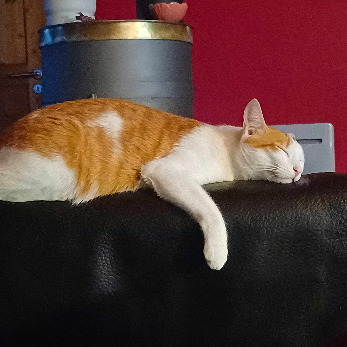 Potiron a rejoint le concours — aidez-le/la à gagner de superbes lots ! cat, sleeping, orange_and_white, leather_couch, indoor, relaxed, animal, pet, feline, resting, cozy, home, furniture, red_wall, domestic, whiskers, paw, head, side_view, quiet