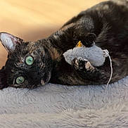 Chanel participe au concours pour gagner de l'argent avec cette photo : cat, tortoiseshell, green_eyes, toy_mouse, fluffy_blanket, indoor, pet, animal, cute, relaxed, lying_down, claw, fur, whiskers, closeup, cozy, domestic_cat, playful, wooden_floor, soft_texture