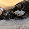 cat, tortoiseshell, green_eyes, toy_mouse, fluffy_blanket, indoor, pet, animal, cute, relaxed, lying_down, claw, fur, whiskers, closeup, cozy, domestic_cat, playful, wooden_floor, soft_texture