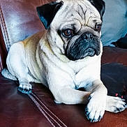 Françoise Puchalt a rejoint le concours — aidez-le/la à gagner de superbes lots ! dog, pug, pet, animal, leather_couch, indoor, paw, crossed_paws, cute, fur, face, ears, sitting, resting, brown, beige, black_nose, wrinkles, portrait, companion