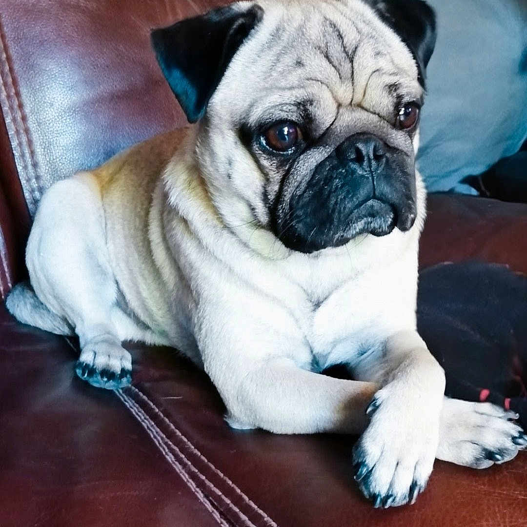 Françoise Puchalt a rejoint le concours — aidez-le/la à gagner de superbes lots ! animal, beige, black_nose, brown, companion, crossed_paws, cute, dog, ears, face, fur, indoor, leather_couch, paw, pet, portrait, pug, resting, sitting, wrinkles