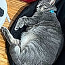 Mochi joined the competition — help win amazing prizes! animal, black_fabric, cat, closeup, collar, cozy, cute, domestic_cat, feline, fur, gray_cat, indoor, napping, paw, pet, relaxed, resting, sleeping, whiskers, wooden_floor