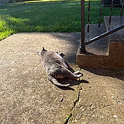 Mochi joined the competition — help win amazing prizes! animal, backyard, cat, concrete, crack, daylight, domestic_cat, fence, grass, gray_cat, iron_railing, nature, outdoor, patio, pet, relaxing, resting, shadow, summer, sunlight