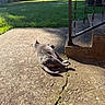 animal, backyard, cat, concrete, crack, daylight, domestic_cat, fence, grass, gray_cat, iron_railing, nature, outdoor, patio, pet, relaxing, resting, shadow, summer, sunlight