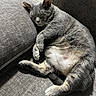 Mochi joined the competition — help win amazing prizes! animal, cat, comfort, couch, cozy, domestic_animal, feline, fur, gray_cat, head, home, indoor, nap, paw, pet, relaxed, resting, sleeping, sofa, whiskers