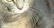 Mochi is registered to the contest to win money with this photo: animal, blue_toy, carpet, cat, close_up, cute, domestic_cat, feline, fur, gray_cat, indoor, patterned_carpet, paw, pet, playing, relaxed, sunlight, toy, whiskers, yellow_eyes