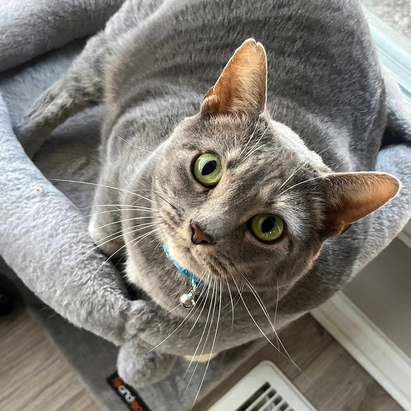 Mochi